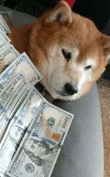 Животное плащ Майнкрафт — скачать бесплатно