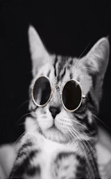 Кошка плащ Майнкрафт — скачать бесплатно