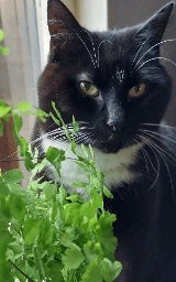 Кошка плащ Майнкрафт — скачать бесплатно
