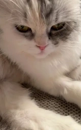 Кошка плащ Майнкрафт — скачать бесплатно