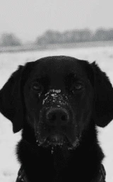 Животное плащ Майнкрафт — скачать бесплатно