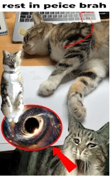 Кошка плащ Майнкрафт — скачать бесплатно