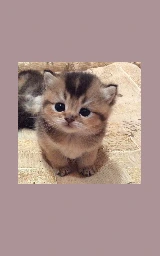 Кошка плащ Майнкрафт — скачать бесплатно
