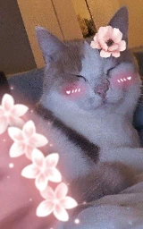 Кошка плащ Майнкрафт — скачать бесплатно