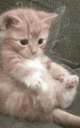 Кошка плащ Майнкрафт — скачать бесплатно