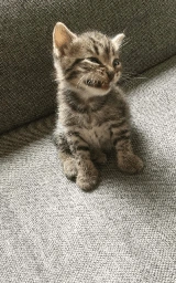 Кошка плащ Майнкрафт — скачать бесплатно