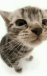 Кошка плащ Майнкрафт — скачать бесплатно