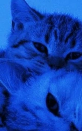 Животное плащ Майнкрафт — скачать бесплатно