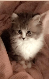 Кошка плащ Майнкрафт — скачать бесплатно