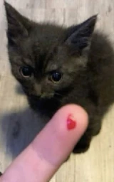 Кошка плащ Майнкрафт — скачать бесплатно