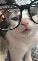 Кошка плащ Майнкрафт — скачать бесплатно