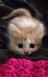 Кошка плащ Майнкрафт — скачать бесплатно