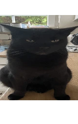 Кошка плащ Майнкрафт — скачать бесплатно