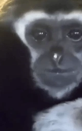 Животное плащ Майнкрафт — скачать бесплатно