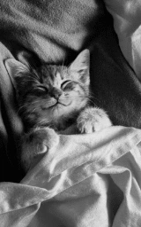 Кошка плащ Майнкрафт — скачать бесплатно