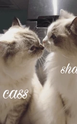 Тёмный плащ Майнкрафт — скачать бесплатно