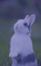 Животное плащ Майнкрафт — скачать бесплатно