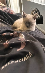 Кошка плащ Майнкрафт — скачать бесплатно
