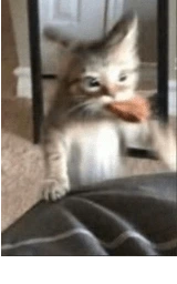 Кошка плащ Майнкрафт — скачать бесплатно