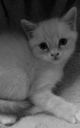 Кошка плащ Майнкрафт — скачать бесплатно