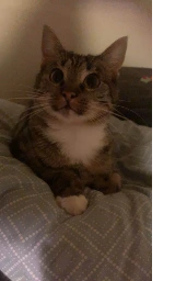 Кошка плащ Майнкрафт — скачать бесплатно