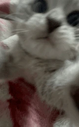 Кошка плащ Майнкрафт — скачать бесплатно