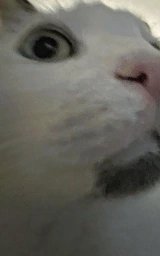 Кошка плащ Майнкрафт — скачать бесплатно
