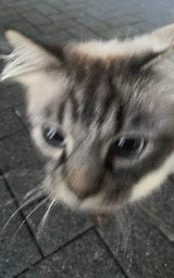 Кошка плащ Майнкрафт — скачать бесплатно