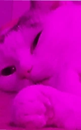 Кошка плащ Майнкрафт — скачать бесплатно
