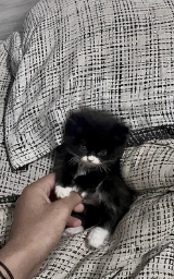 Кошка плащ Майнкрафт — скачать бесплатно
