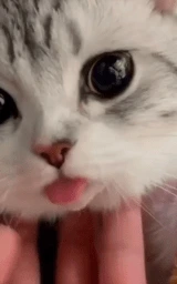 Кошка плащ Майнкрафт — скачать бесплатно