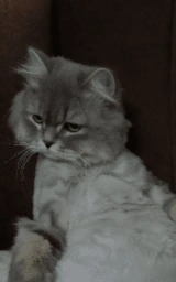 Кошка плащ Майнкрафт — скачать бесплатно