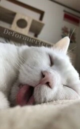 Кошка плащ Майнкрафт — скачать бесплатно