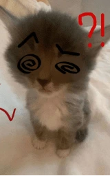 Кошка плащ Майнкрафт — скачать бесплатно