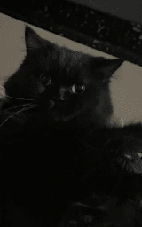 Кошка плащ Майнкрафт — скачать бесплатно