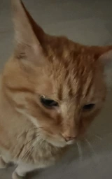 Кошка плащ Майнкрафт — скачать бесплатно