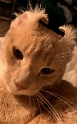 Кошка плащ Майнкрафт — скачать бесплатно