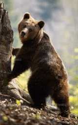 Животное плащ Майнкрафт — скачать бесплатно