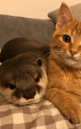 Кошка плащ Майнкрафт — скачать бесплатно