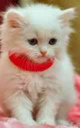 Кошка плащ Майнкрафт — скачать бесплатно