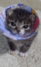 Кошка плащ Майнкрафт — скачать бесплатно