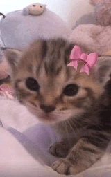 Кошка плащ Майнкрафт — скачать бесплатно