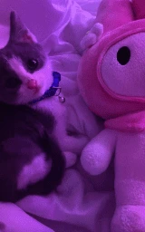 Животное плащ Майнкрафт — скачать бесплатно