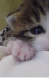 Кошка плащ Майнкрафт — скачать бесплатно