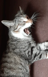 Кошка плащ Майнкрафт — скачать бесплатно