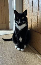Кошка плащ Майнкрафт — скачать бесплатно