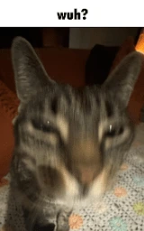 Кошка плащ Майнкрафт — скачать бесплатно