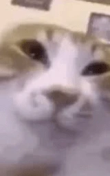 Кошка плащ Майнкрафт — скачать бесплатно