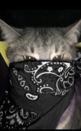 Кошка плащ Майнкрафт — скачать бесплатно