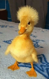Животное плащ Майнкрафт — скачать бесплатно